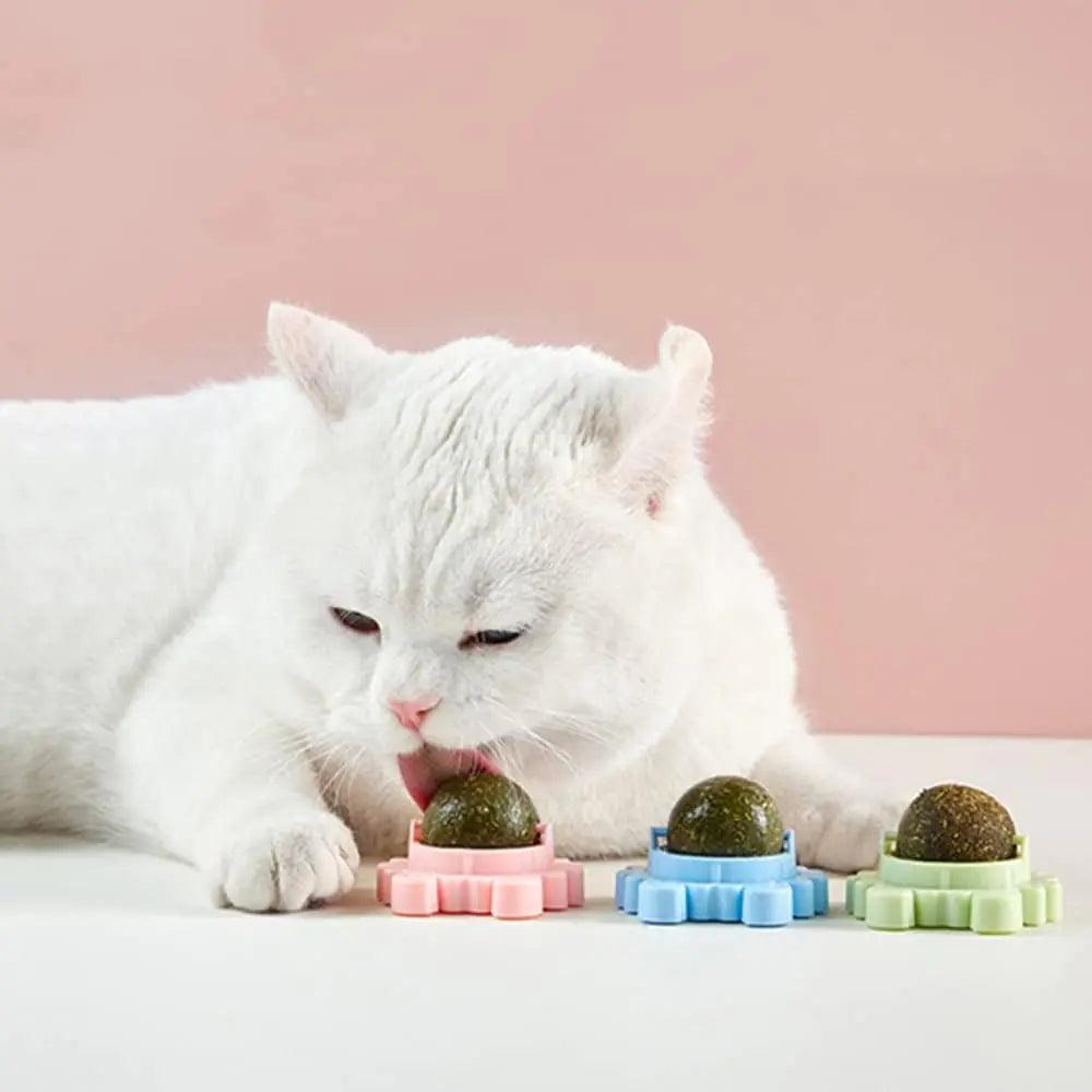 Catnip Wall Ball Cat Toy